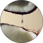 Oils_Extracts_-_Circle.webp